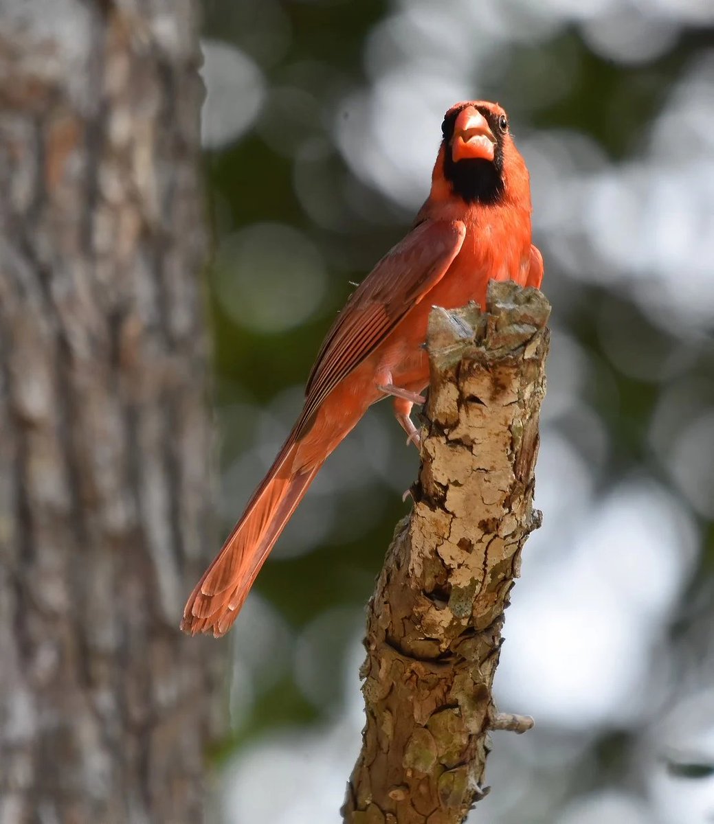 Red Cardinal - photo.