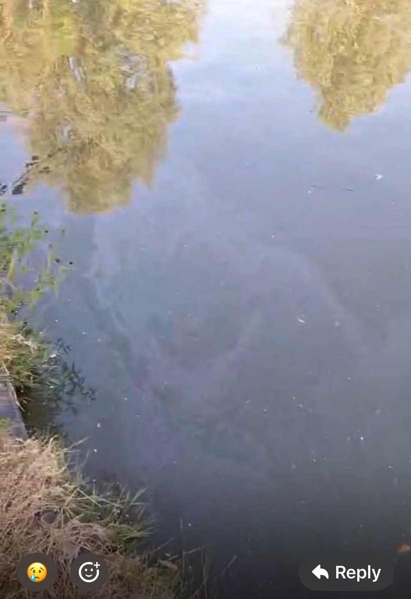 Robert Coe (@robertacoe) on Twitter photo River Cam starting to smell of petrol and an oily film is appearing on the surface. What is it? <a href="/Cambslive/">Cambridgeshire Live</a> <a href="/BBCCambs/">BBC Cambridgeshire</a> <a href="/itvanglia/">ITV News Anglia</a> <a href="/CambridgeIndy/">Cambridge Independent</a> <a href="/CamConservancy/">River Manager</a> <a href="/DanielZeichner/">Daniel Zeichner</a> River Cam starting to smell of petrol and an oily film is appearing on the surface. What is it? <a href="/Cambslive/">Cambridgeshire Live</a> <a href="/BBCCambs/">BBC Cambridgeshire</a> <a href="/itvanglia/">ITV News Anglia</a> <a href="/CambridgeIndy/">Cambridge Independent</a> <a href="/CamConservancy/">River Manager</a> <a href="/DanielZeichner/">Daniel Zeichner</a>