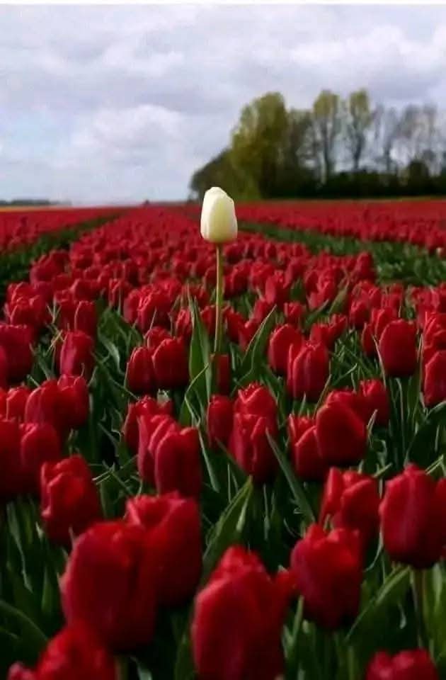 إياكَ أن ترفع  بصركَ 
إلى أعلى من مستواه الطبيعي...
 لو قدر الله لكَ 
أن تطال النجوم 🌟 
ما خلقكَ  الله على 
هذه الارض  ....
؛#بس_أقول✍️
؛#أهوى 
؛#ولا_أنسى