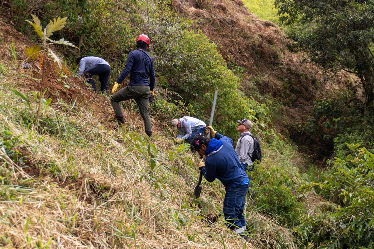AGAColombia's tweet photo. 🌱 Sembramos vida en la vereda La Leona 🌱
Con el corazón en la tierra y el respaldo de la comunidad, hoy realizamos una jornada de siembra. Plantamos 150 árboles nativos que le devolverán color y vida a este rincón de nuestra región.
Chagualo, acacia amarilla, payandé, chachafruto, nogal y guayacanes ahora tienen un nuevo hogar.
#MineríaConPropósito 🤩
#TodosCabemos 🤩