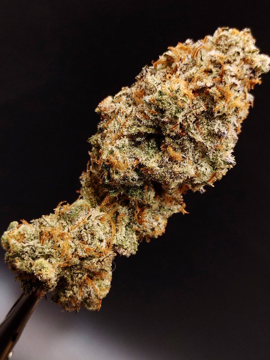 creativ_kush's tweet photo. #Tropcherry - tipo de cultivo "LIVING SOIL" (indoor)
un strain con una explosión de sabores, con notas total mente dulces y amaderadas. https://t.co/xhGMLK1wIH