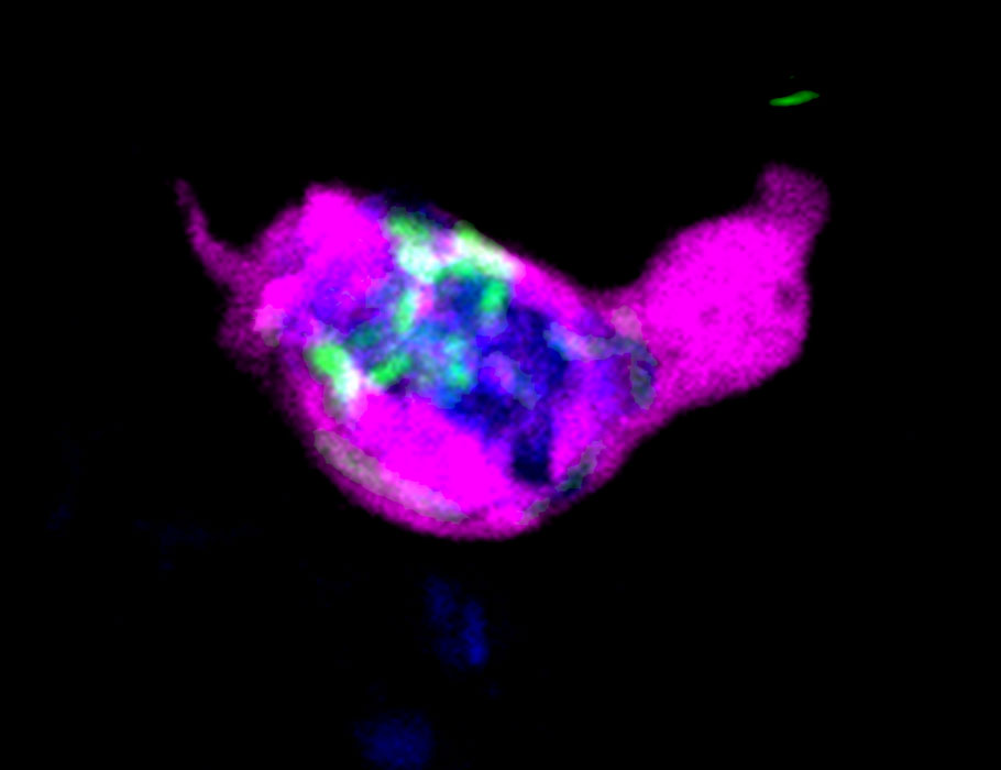 Science Immunology (@sciimmunology) on Twitter photo Scientists have found that the #circadian clock gene per2 boosts daytime antibacterial activity in #neutrophils by promoting infection-responsive hmgb1a expression in larval zebrafish. <a href="/AucklandUni/">University of Auckland | Waipapa Taumata Rau</a>
Learn more in Science #Immunology: scim.ag/43GpWHU Scientists have found that the #circadian clock gene per2 boosts daytime antibacterial activity in #neutrophils by promoting infection-responsive hmgb1a expression in larval zebrafish. <a href="/AucklandUni/">University of Auckland | Waipapa Taumata Rau</a>
Learn more in Science #Immunology: scim.ag/43GpWHU