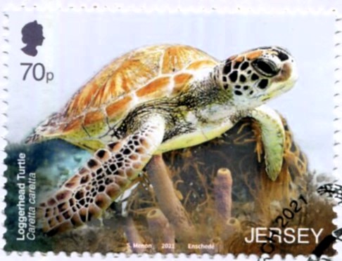 The Loggerhead Turtle is drawn to warm waters so would appreciate the waters around the British Isles at the moment which are 4C degrees higher than usual in spring
2001: Jersey Seabirds and Marine Life
#WorldTurtleDay #Jersey #philately #stamp