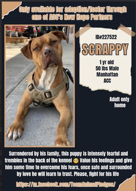 MoishesMom's tweet photo. 🆕Intake• Scrappy1️⃣yr old•Male5️⃣0️⃣lb
🆔2️⃣2️⃣7️⃣5️⃣2️⃣2️⃣• Manhattan ACC
🆕Hope Rescue Kill💉Target🎯🚫🧒👶
Gorgeous Scrappy was dumped by his family in a pound • He’s petrified • Trembles in his Kennel😖He gets 🎯 on his back4️⃣being afraid😭 #Foster• Pledge #NHRO Scrappy🙏🏻 https://t.co/7NnJGnIZyM