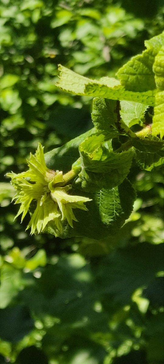 "Ben hep îyi olacagina inaniyorum. Kendime güvendigimden degil, Allah'a güvendigimden."