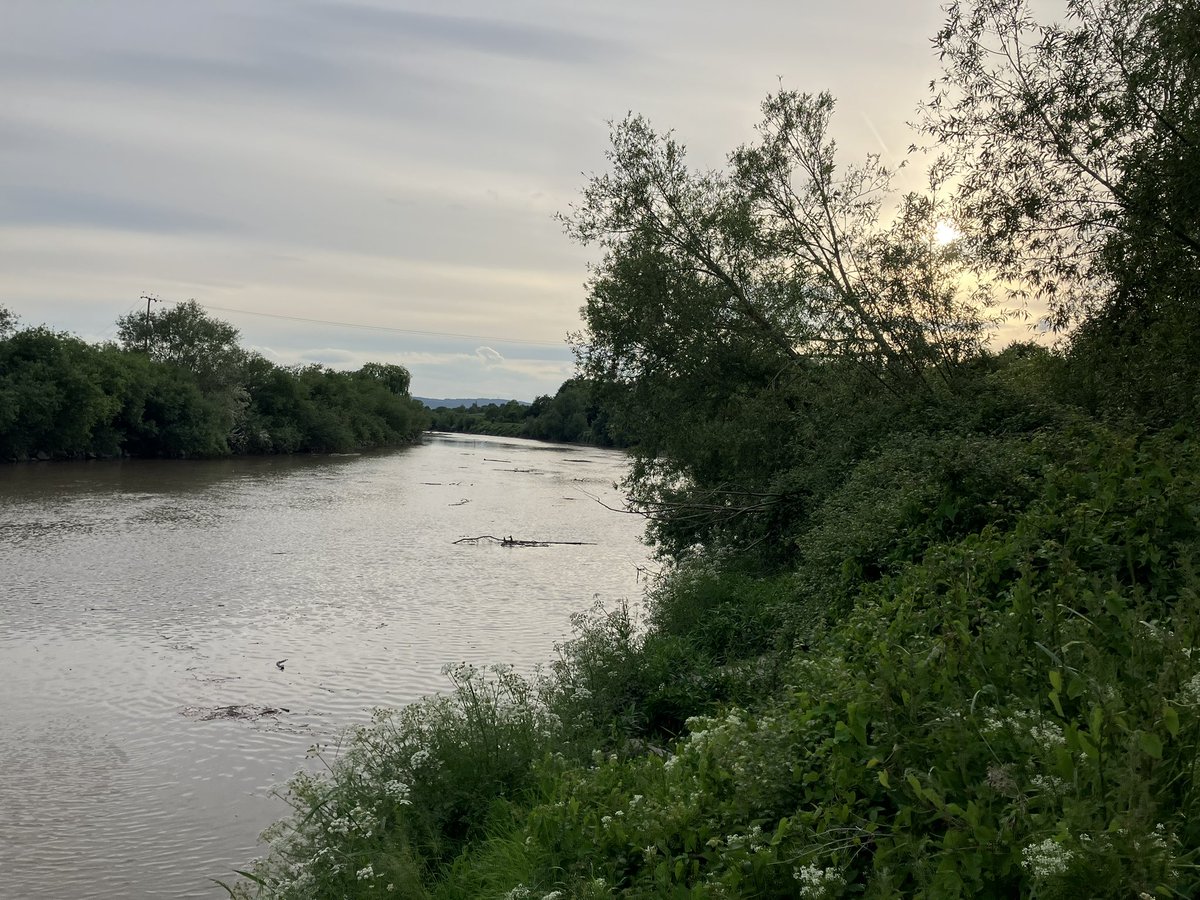 MattyH02's tweet image. The distant scene. Flood tide at Minsterworth. Wonderful to see May fish aka Shad cutting lines all over the surface, making their way upstream to spawn. Also, many elvers completing the first leg of their epic journey. I wish them well.
