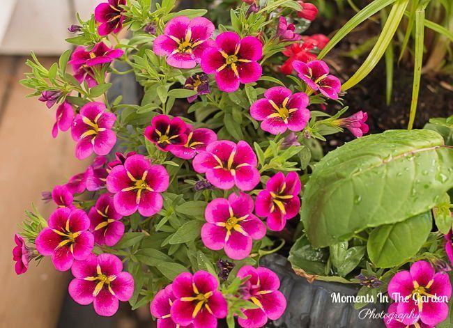 MomentsintheG's tweet image. My hanging basket and container annuals, courtesy of the Greenery Kelowna  @thegreenerykelowna #basketstuffers #annuals #trailingplants #containergardening #thegreenerykelowna #momentsinthegardenphotography