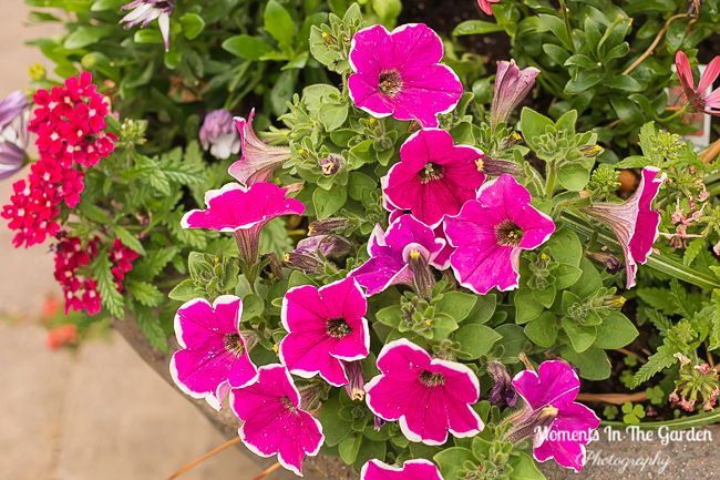 MomentsintheG's tweet image. My hanging basket and container annuals, courtesy of the Greenery Kelowna  @thegreenerykelowna #basketstuffers #annuals #trailingplants #containergardening #thegreenerykelowna #momentsinthegardenphotography