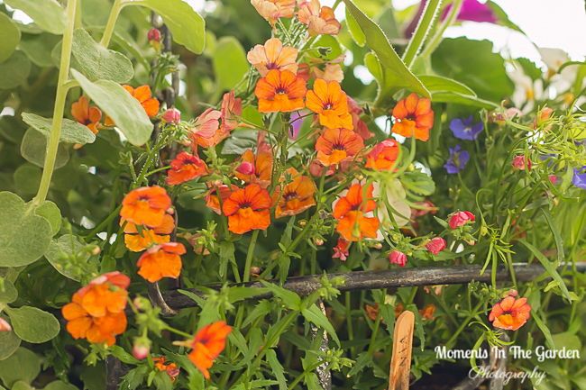 MomentsintheG's tweet image. My hanging basket and container annuals, courtesy of the Greenery Kelowna  @thegreenerykelowna #basketstuffers #annuals #trailingplants #containergardening #thegreenerykelowna #momentsinthegardenphotography