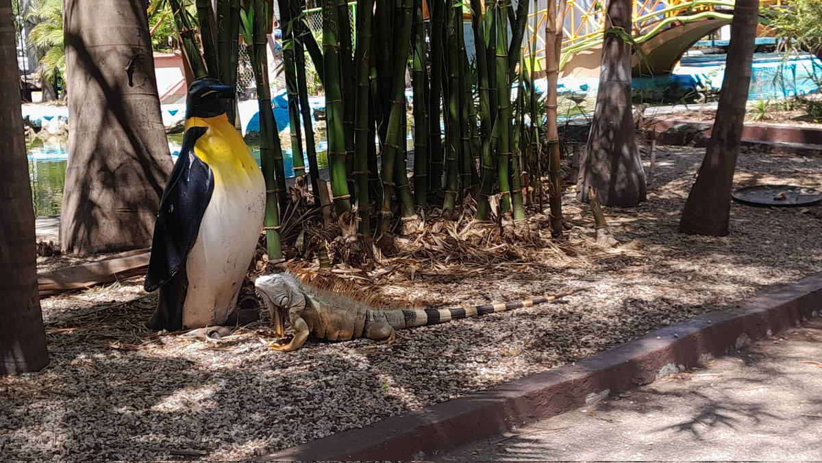 Antártida yéetel Jo' 

#zoológico
#centenario