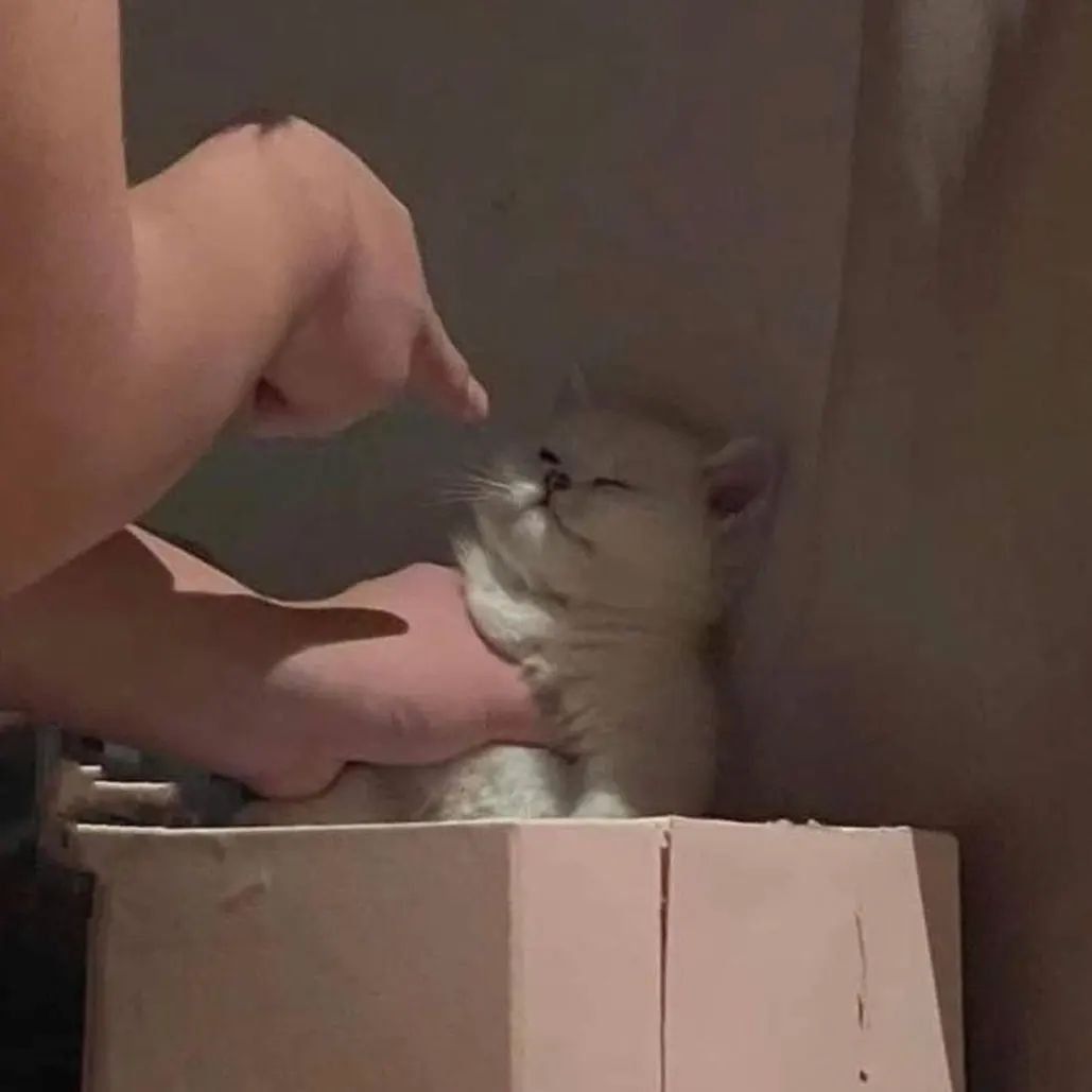 Why you should have a cat tweet media