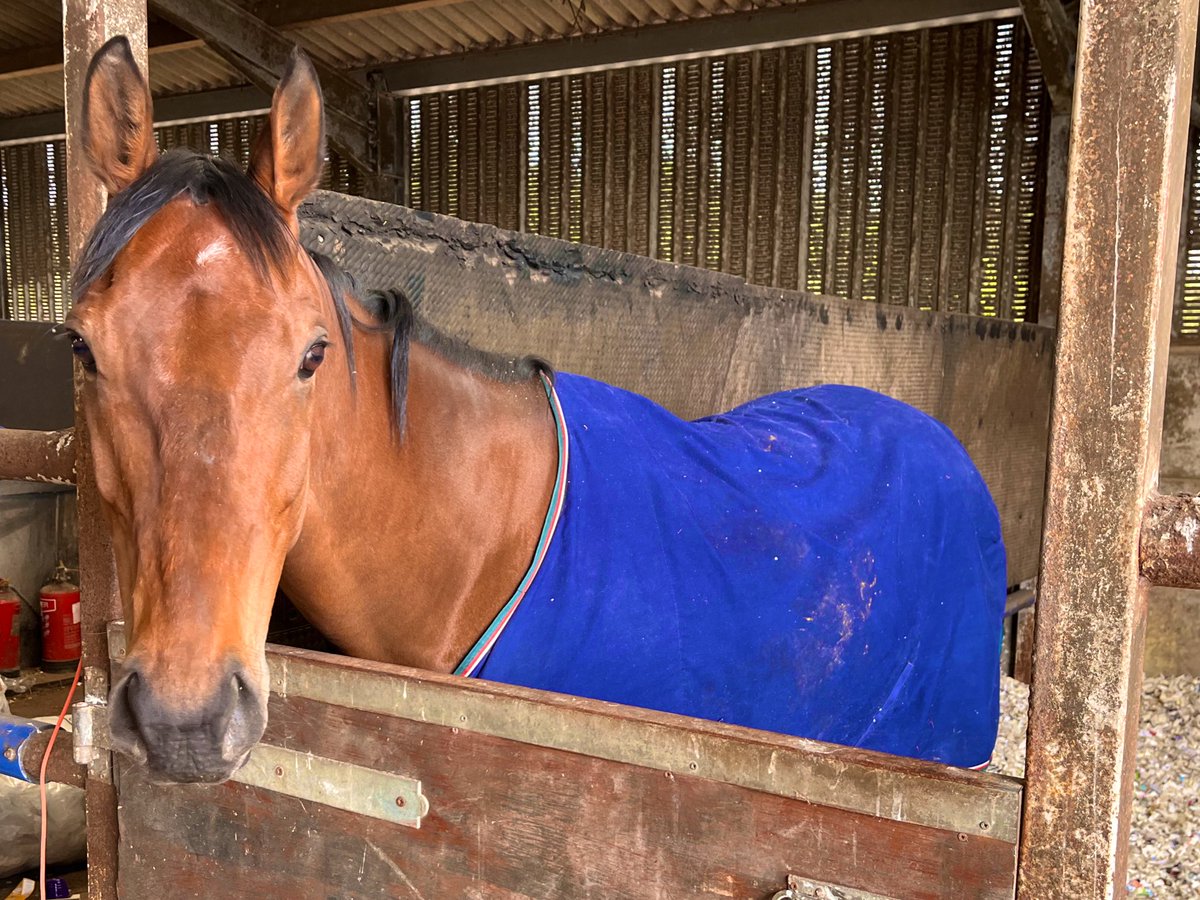 Jim Goldie Racing (@jimgoldieracing) on Twitter photo It was great to see Jordan Electrics aka ‘Sparky’ aka ‘King of <a href="/HamiltonParkRC/">Hamilton Park</a> Hill!’ back from <a href="/WeipersEquine/">Glasgow Equine Hospital & Practice</a> (Glasgow Vet School’ looking so well and starting some light walking!
🤞🤞🩵💚💛 It was great to see Jordan Electrics aka ‘Sparky’ aka ‘King of <a href="/HamiltonParkRC/">Hamilton Park</a> Hill!’ back from <a href="/WeipersEquine/">Glasgow Equine Hospital & Practice</a> (Glasgow Vet School’ looking so well and starting some light walking!
🤞🤞🩵💚💛