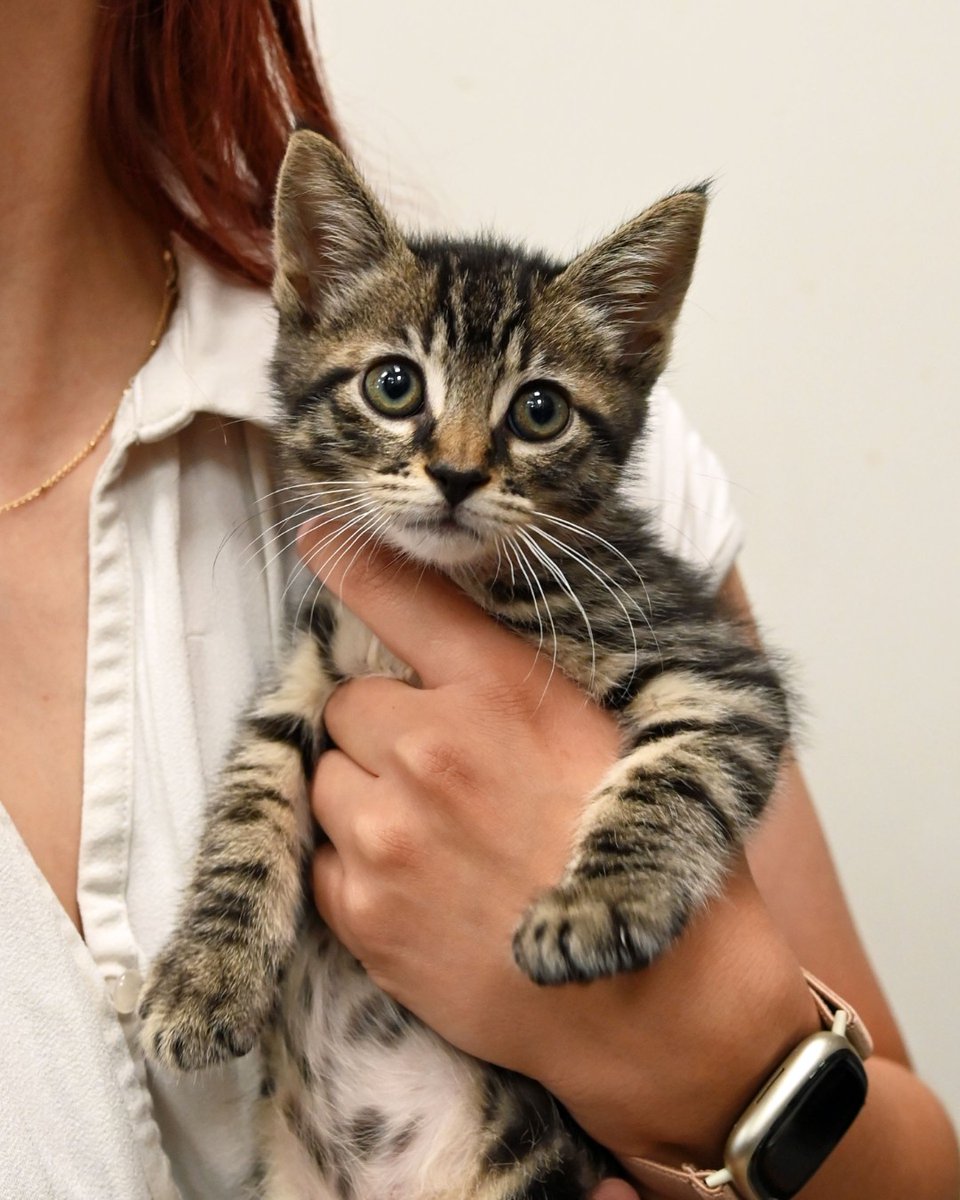Cantaloupe, Dew, Mint, &amp; Chip are ready for loving forever homes! These sweet kittens are excited to start their new chapter just in time for summer &amp; they can’t wait to meet the families who'll make them part of their lives. Keep an eye on animalcenter.org/adopt-a-pet/!