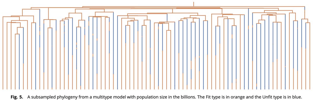 Yun S. Song (@yun_s_song) on Twitter photo How can one efficiently simulate phylodynamics for populations with billions of individuals, as is typical in many applications, e.g., viral evolution and cancer genomics? In this work with <a href="/mcelentano/">Michael Celentano</a>, W. DeWitt, & S. Prillo, we provide a solution. doi.org/10.1073/pnas.2…
1/n How can one efficiently simulate phylodynamics for populations with billions of individuals, as is typical in many applications, e.g., viral evolution and cancer genomics? In this work with <a href="/mcelentano/">Michael Celentano</a>, W. DeWitt, & S. Prillo, we provide a solution. doi.org/10.1073/pnas.2…
1/n