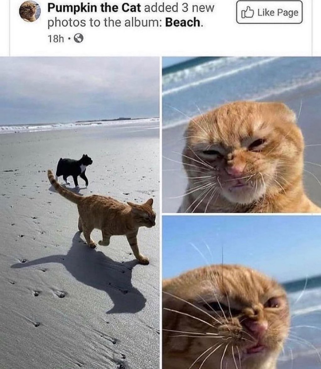 gatinarios's tweet image. prainha bb