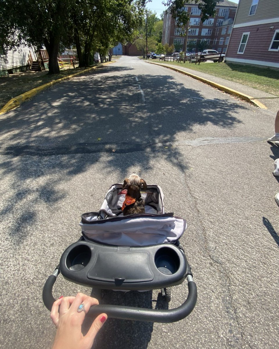 Bobcat Pets 😻

Meet Rosebud!

Rosebud is a 13 year old miniature dachshund diva who loves to visit OHIO's campus and cruise around in her stroller on a sunny day. 😎

Submitted by: Claire Crankshaw ('26)