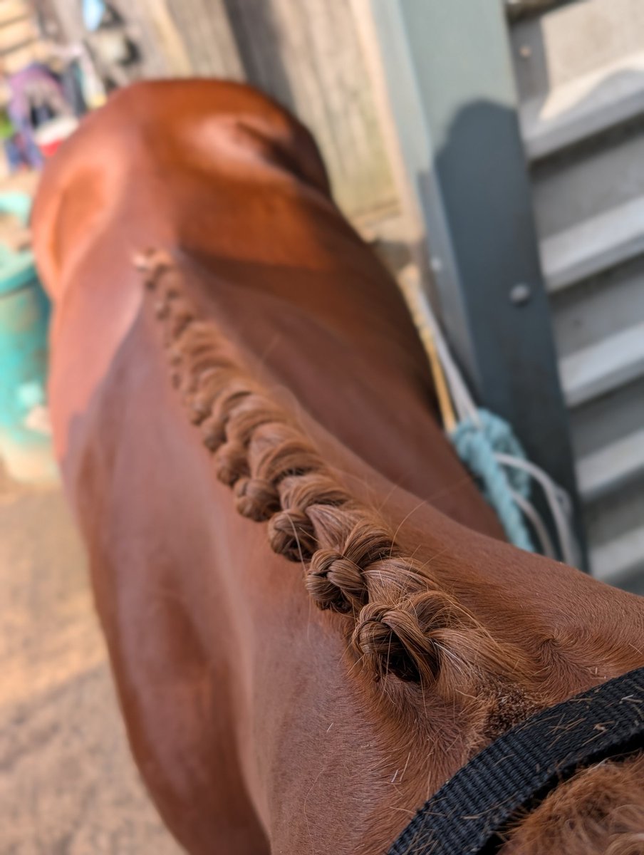 Feeling on the excited side of nervous about making my eventing debut tomorrow... And a lil bit emotional as it's been a long time coming. Whatever happens at least my plaits are 👌👌