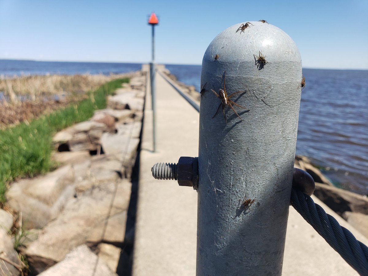 Hogan698's tweet image. Ok #ScienceTwitter what kind of spiders do we have here in Northern Minnesota? And why are they on the top of all these posts?
