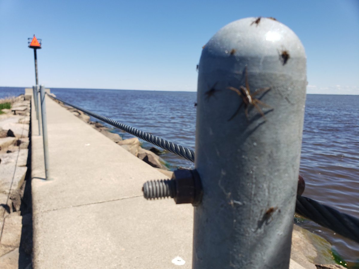 Hogan698's tweet image. Ok #ScienceTwitter what kind of spiders do we have here in Northern Minnesota? And why are they on the top of all these posts?