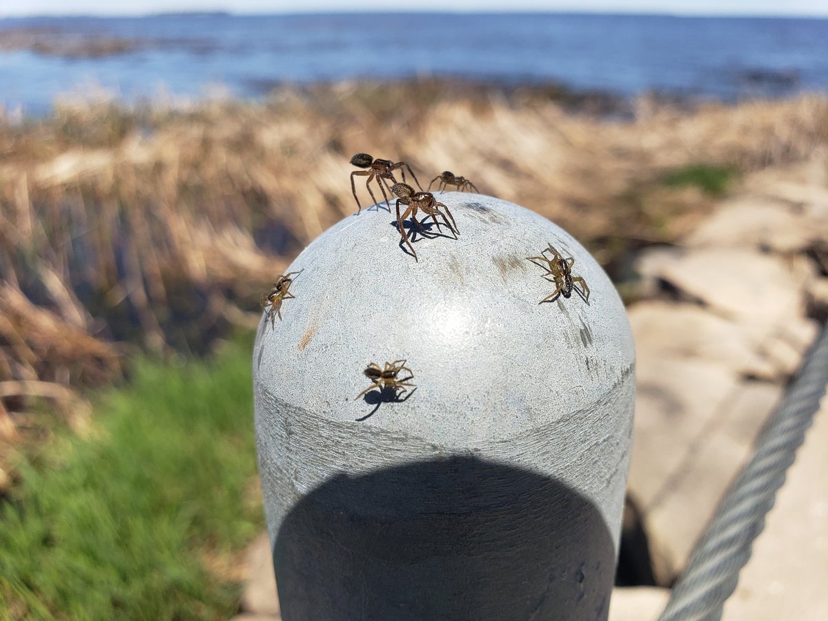 Hogan698's tweet image. Ok #ScienceTwitter what kind of spiders do we have here in Northern Minnesota? And why are they on the top of all these posts?