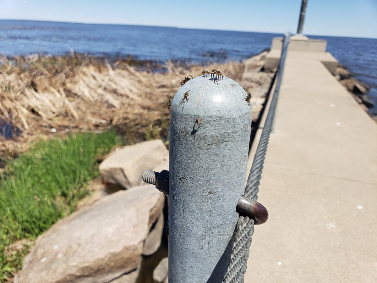 Hogan698's tweet image. Ok #ScienceTwitter what kind of spiders do we have here in Northern Minnesota? And why are they on the top of all these posts?