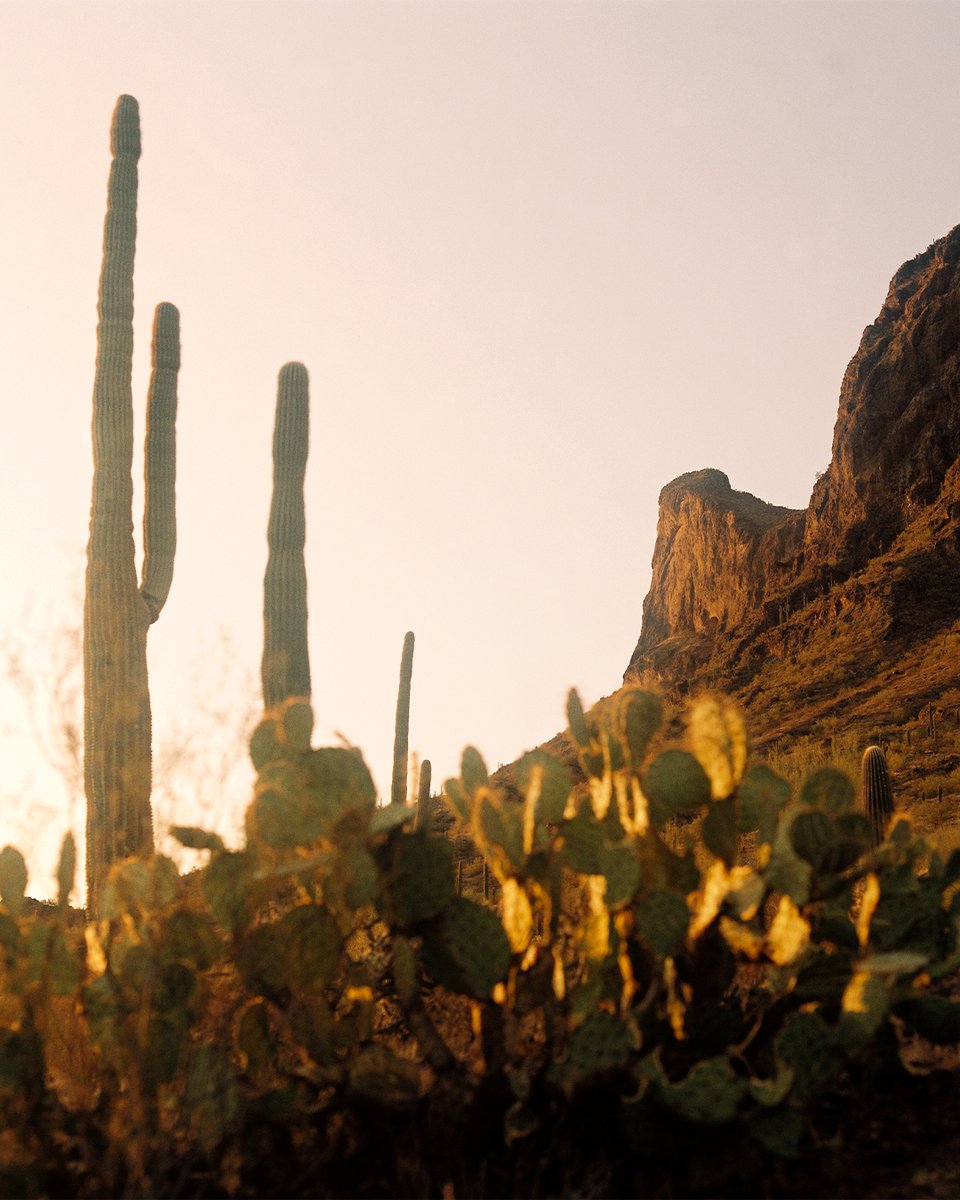 Visit Arizona (@arizonatourism) on Twitter photo Film doesn’t lie. Picacho Peak is worth the detour. Plan your trip (responsibly) at: bit.ly/4miTQtk
#📷: Shot on medium format film by <a href="/benjobiwan/">benjobiwan</a>. Film doesn’t lie. Picacho Peak is worth the detour. Plan your trip (responsibly) at: bit.ly/4miTQtk
#📷: Shot on medium format film by <a href="/benjobiwan/">benjobiwan</a>.