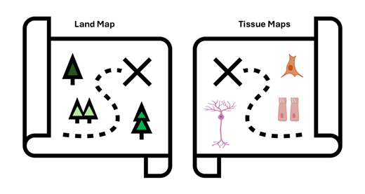 This article from our latest issue on Spatial Omics explores the power of spatial biology and it's use in research, with discussions on techniques to identify cells but then also how to interpret their arrangement, with examples from clinical studies. doi.org/10.1042/bio_20…