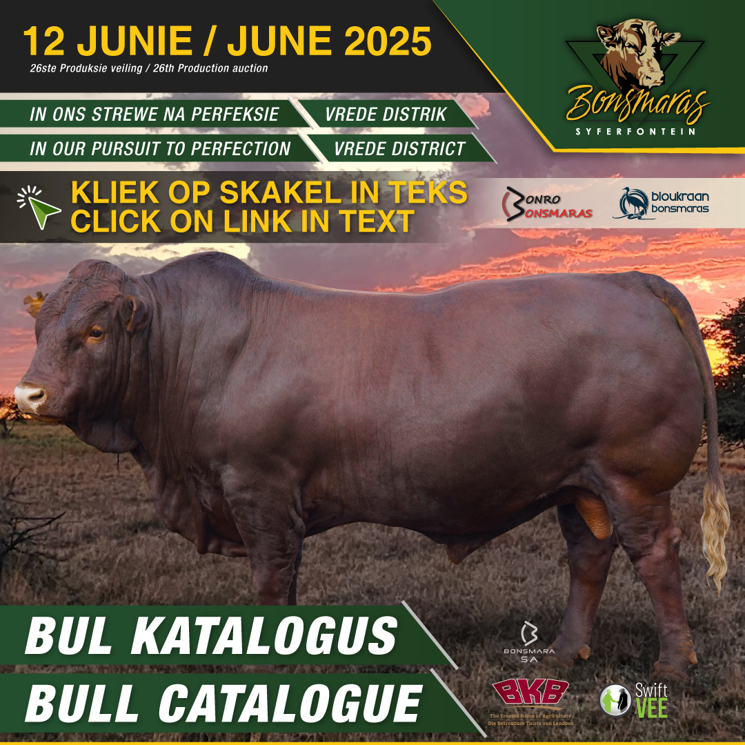 Syferfontein #Bonsmaras se 26ste produksieveiling saam Bonro Bonsmaras &amp; Bloukraan Bonsmaras vind 2 Junie in die Vrede-distrik plaas. 60 geregistreerde SP bulle, 60 geregistreerde SP vroulike diere &amp; 110 kommersiële verse is op aanbod. Klik hier vir meer bit.ly/4jutm5z