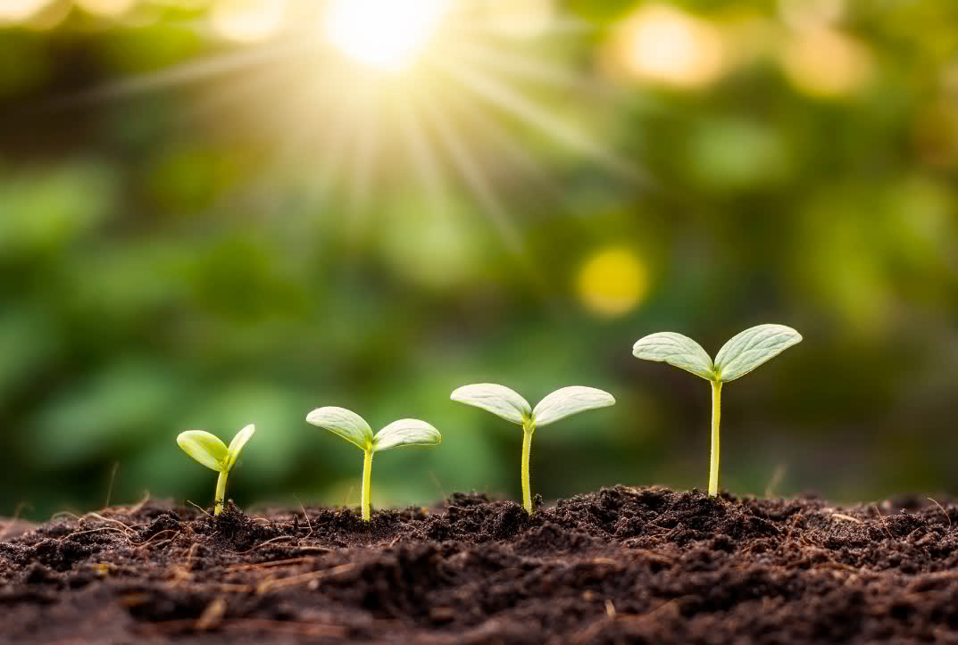 Funded by <a href="/USDA_NIFA/">NIFA</a>, researchers used functional trait ecology to study cover crops–plants grown primarily to benefit the soil rather than for harvest–and their effect on soil health. View the #DeepBlueData here: doi.org/10.7302/g97e-e…