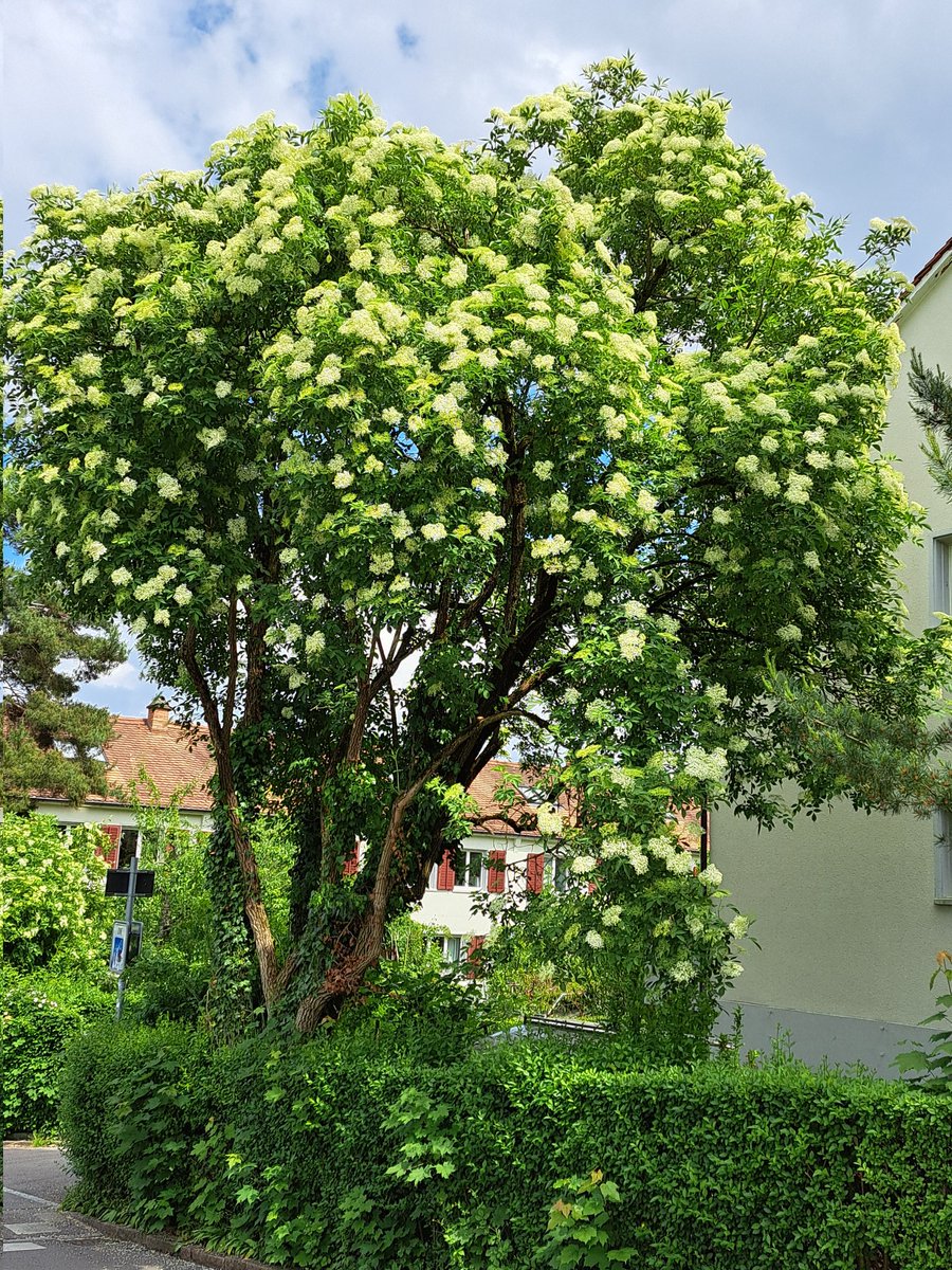 Alter Holunderbaum in einer ruhigen Seitenstrasse im Stadtquartier.