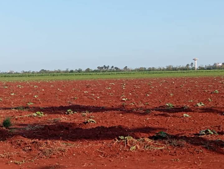 Recorre ,en estos momentos, el Primer Secretario del Comité Municipal del Partido,en Alquízar, Larexey Batista Ortíz, las fincas 43 y 44 ,ubicadas en la Cooperativa de Producción Agropecuaria (CPA) Amistad Cuba-México ,tras el paso del tornado por el territorio.
#ANAPCuba