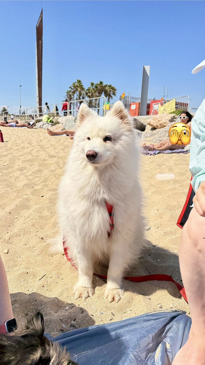 I would never go to the beach for myself, but I try to take my dogs there regularly because it's good for them. Too bad dogs don't need to play Red Dead Redemption 2 for 14 hours.