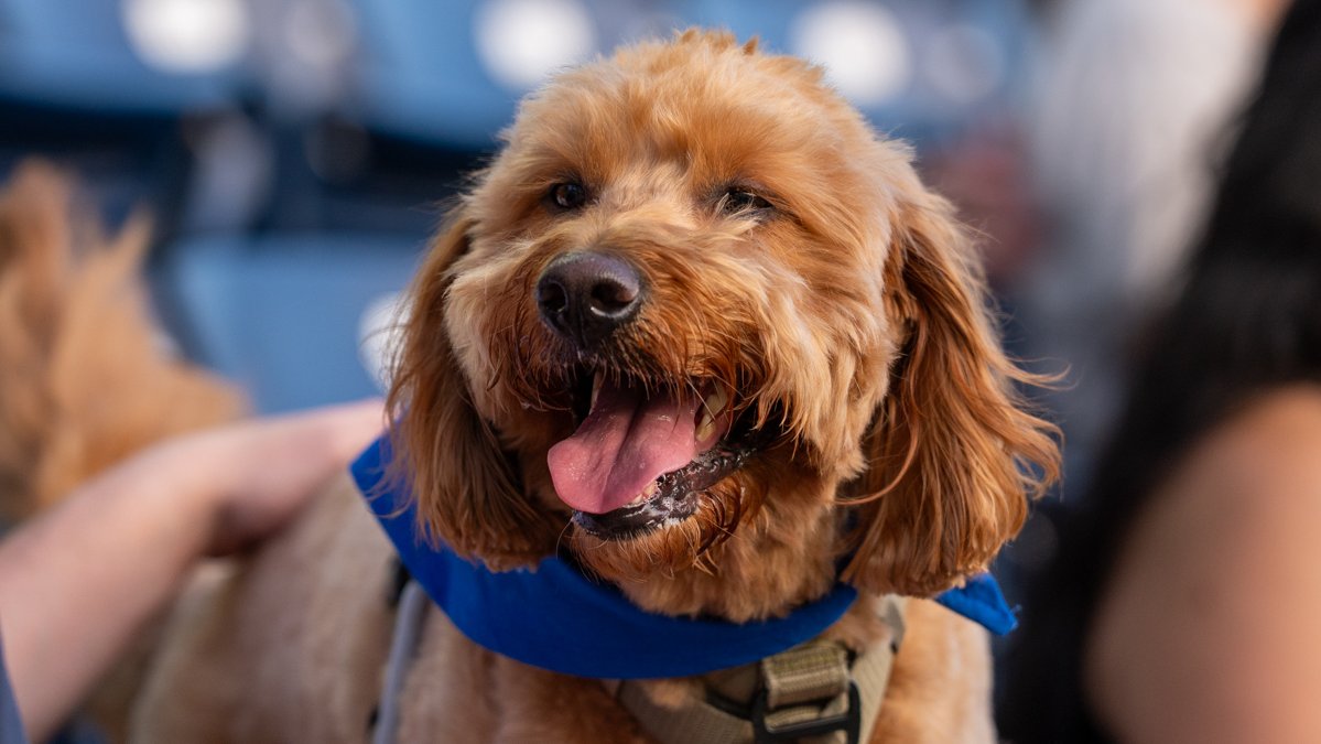 Bark in the Park returns to the DBAP on Thursday, May 29!

And did we mention $1 Sahlen's hot dogs allllllll night long?

Join us: milb.com/durham/tickets…