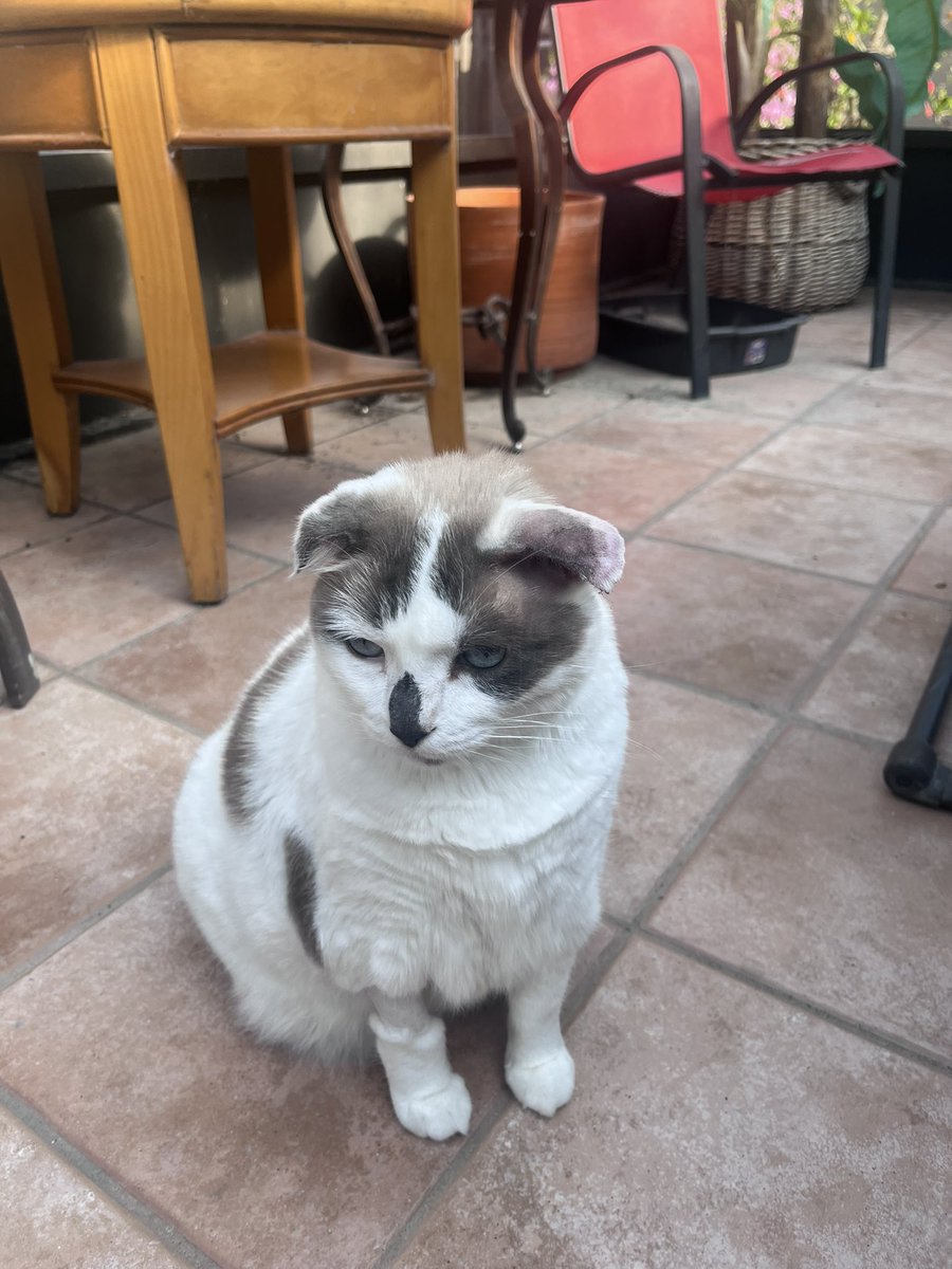 Happy Furriday everyone! Angel is doing great! Thankyou all for the prayers! Now she has 2 curled ears! Hope you all have a wonderful day!