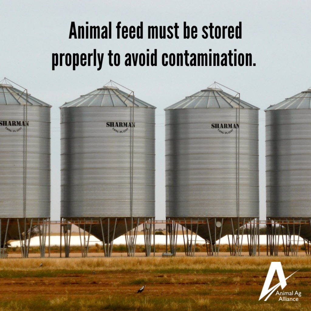Safe feed storage prevents contamination, protects against moisture, and maintains quality. Farmers implement practical ways to keep animal feed safely stored until it is needed! 🌽