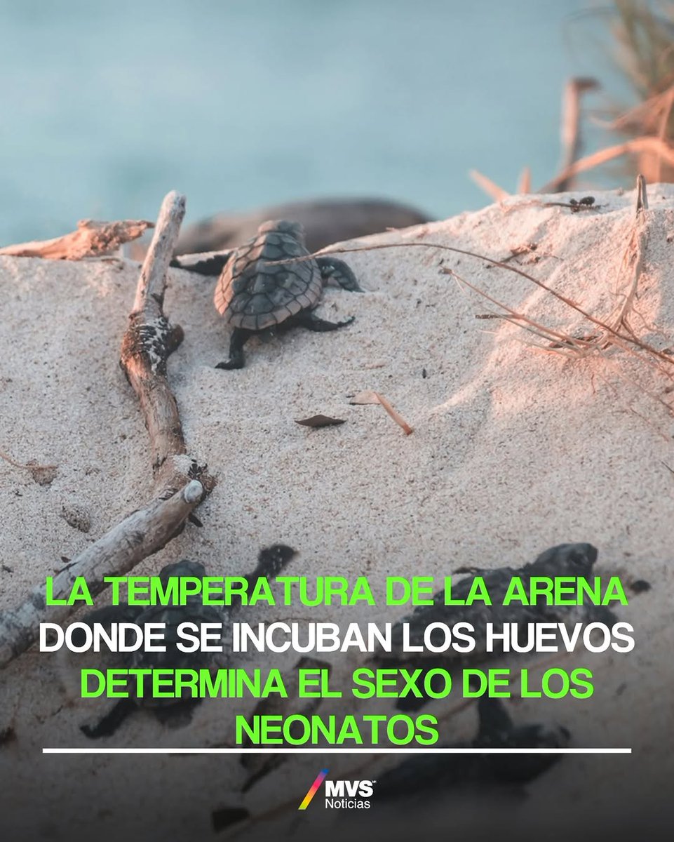 Hoy es el dia Mundial de la tortuga #tortuga  #diamundialdelastortugas
