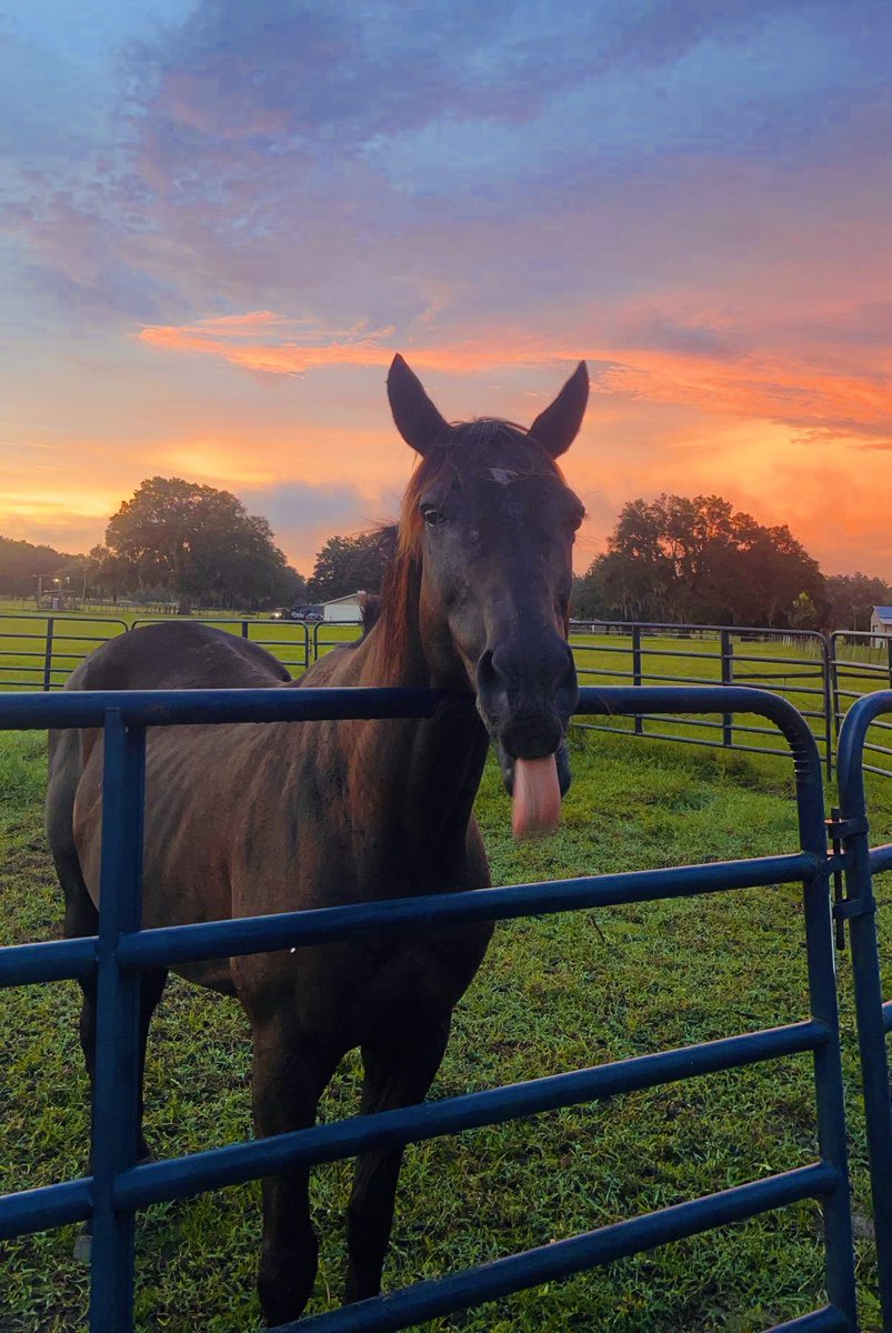 Farm visit with a sweet poser ♥️

©️📸