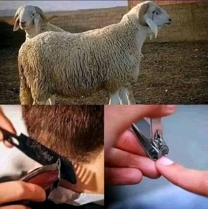 Rappel 🚨
Il ne reste plus que 4 jours pour se couper les cheveux et les ongles. Au delà de mardi il sera déconseillé à ceux qui vont faire le sacrifice.