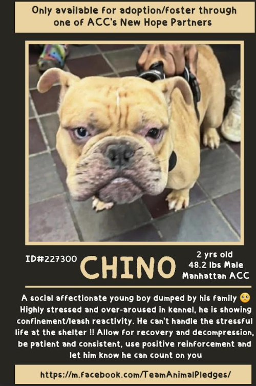 NMBewitched's tweet photo. Chino🎯💔
New Intake #NYCACC 
https://t.co/7bw8BzYZX9 
#RescueOnly #FosterMe #Pledge4Rescue 

#BulldogLovers 
#Lowrider #GrumpyFace Gremlin 
Social &amp; relaxed, opinionated &amp; adorable at home 
Frustrated &amp; bored in a cage
Needs more attention than he is getting, more treats too https://t.co/TiTk79jlBe