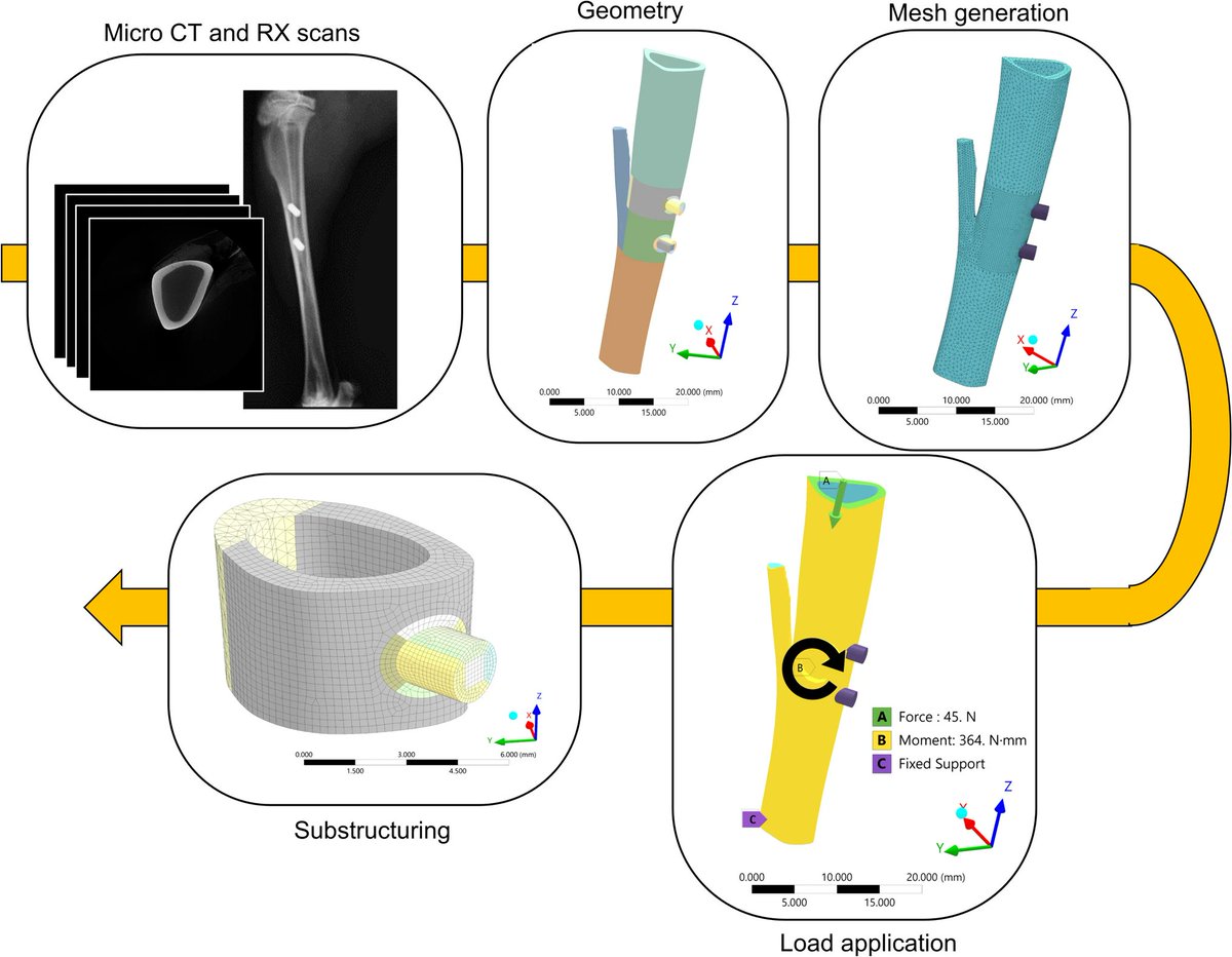 Many hip replacements eventually loosen over time, leading to pain and more surgery.

Scientists are working to solve this problem through the development of a computer model that predicts how well a hip implant will bond with bone, a process called osseointegration. Rather than