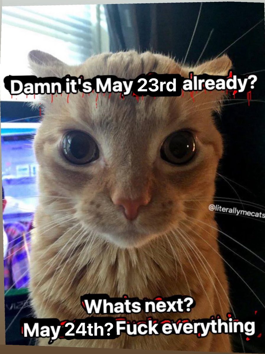 LiterallyMeCats (@literallymecats) on Twitter photo 