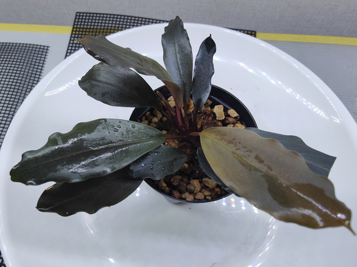 Bucephalandra sp. 