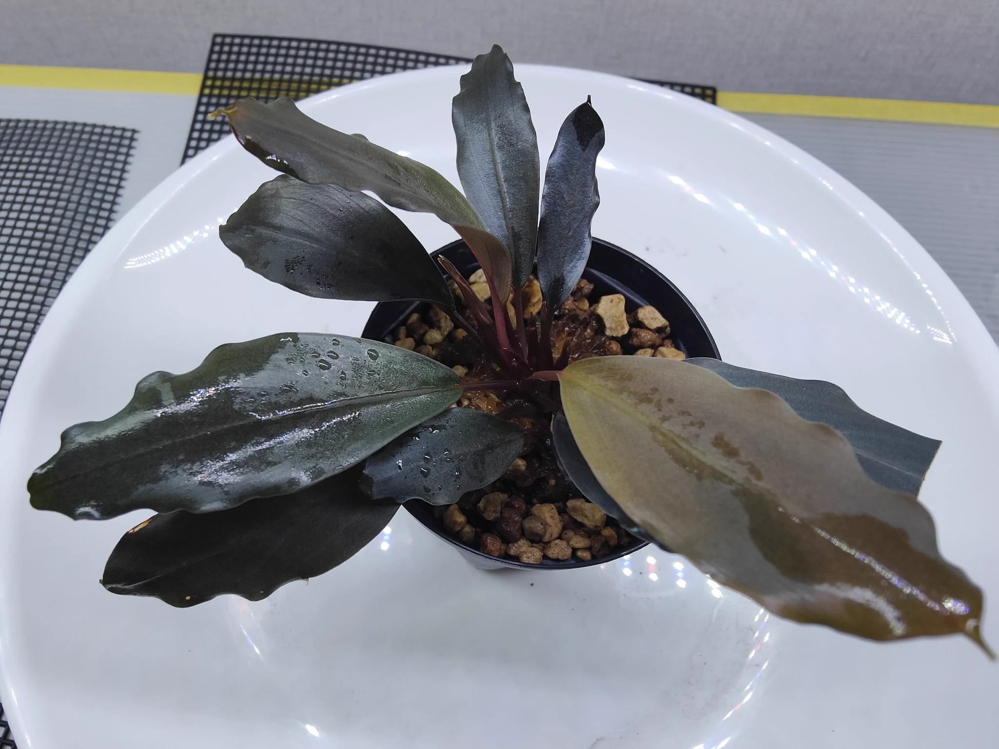 Bucephalandra sp. “Silver gray” 【水の国】 キボーデコ on X: 