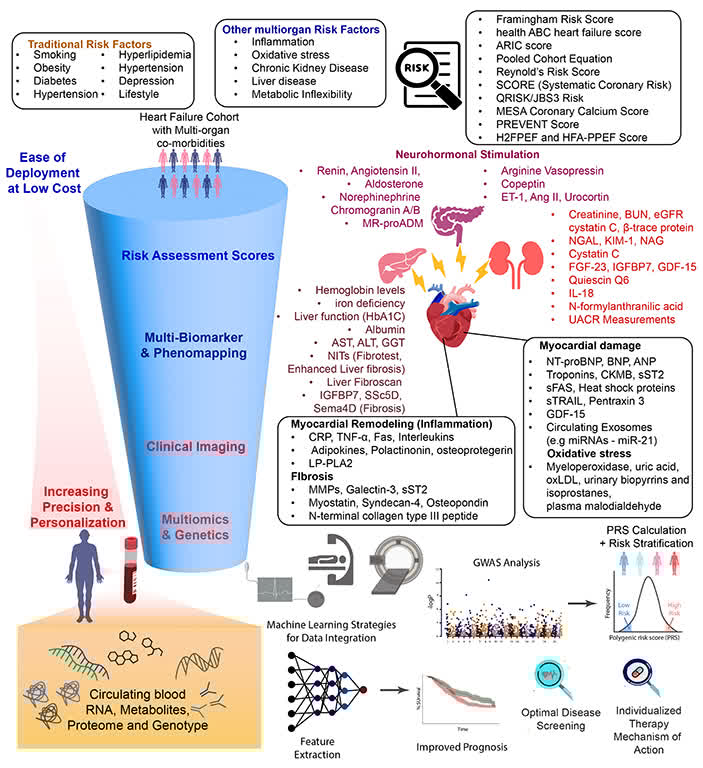 Circulation Research (@circres) on Twitter photo <a href="/CircRes/">Circulation Research</a> Interorgan Crosstalk in #HF & #Cardiometabolic Diseases Compendium
CV, #Kidney, #Liver, & Metabolic Interactions in #HF: Breaking Down Silos ahajrnls.org/3ZtHfJQ
by <a href="/rsyf2/">Roger Foo</a> <a href="/josephahill/">Joseph hill</a> <a href="/FaiezZANNAD/">Faiez ZANNAD</a> <a href="/ShahzebKhanMD/">Shahzeb Khan</a> <a href="/JenHoCardiology/">Jennifer Ho</a> <a href="/leahkosyakovsky/">Leah Kosyakovsky</a> et al <a href="/CircRes/">Circulation Research</a> Interorgan Crosstalk in #HF & #Cardiometabolic Diseases Compendium
CV, #Kidney, #Liver, & Metabolic Interactions in #HF: Breaking Down Silos ahajrnls.org/3ZtHfJQ
by <a href="/rsyf2/">Roger Foo</a> <a href="/josephahill/">Joseph hill</a> <a href="/FaiezZANNAD/">Faiez ZANNAD</a> <a href="/ShahzebKhanMD/">Shahzeb Khan</a> <a href="/JenHoCardiology/">Jennifer Ho</a> <a href="/leahkosyakovsky/">Leah Kosyakovsky</a> et al