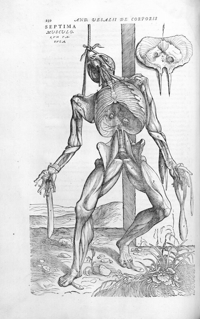 OBIC2244096's tweet photo. Andreas Vesalius
 'De humani corporis fabrica' 1543
Septima Musculorum Tabula

アンドレアス・ヴェサリウス著
『人体の構造』に掲載された
第七筋肉図 https://t.co/2giNT9b2IS