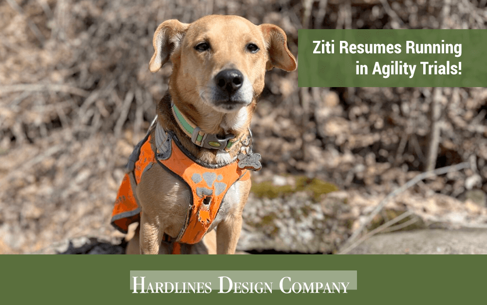 Ziti continues to heal and get back in her racing groove. As of March 2025, she has been able to race in 9-10 agility events in a weekend (complete with massage therapy and acupuncture afterward), and will soon be back in a #FastCAT run as well. Go Ziti!
hardlinesdesign.com/ziti-resumes-r…
