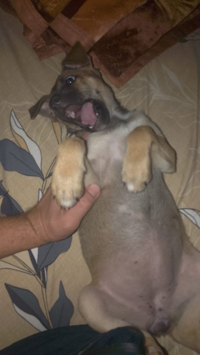 Ella sigue resguardada nadie hasta ahora está pidiendo por ella... Me ayudan a pagar sus vacunitas? Para que no se enfermen en donde está...