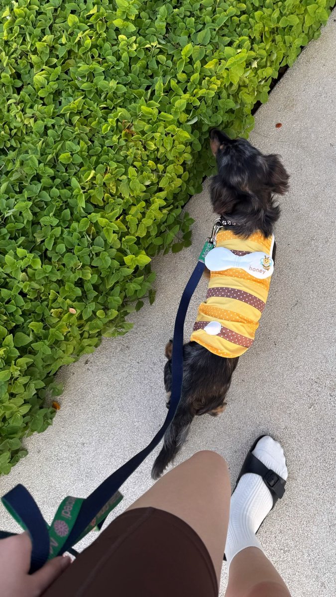 Freenmywife0808's tweet photo. @salsichinhas aww My son 😍❤️ 🐶
#srchafreen #fluf https://t.co/FKKhjlv0kG