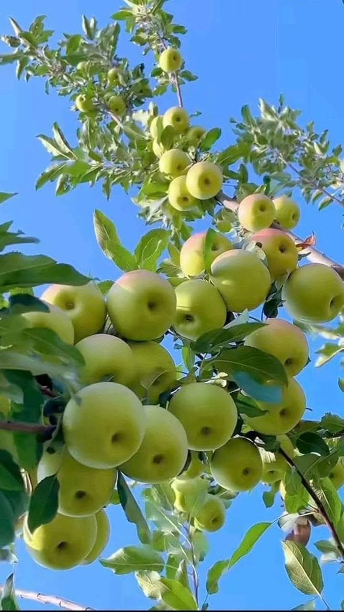 Sparrow_0x1's tweet image. Gm Gm
#Good_Vibes
Grab your opportunity now, 
Gm for Gm back