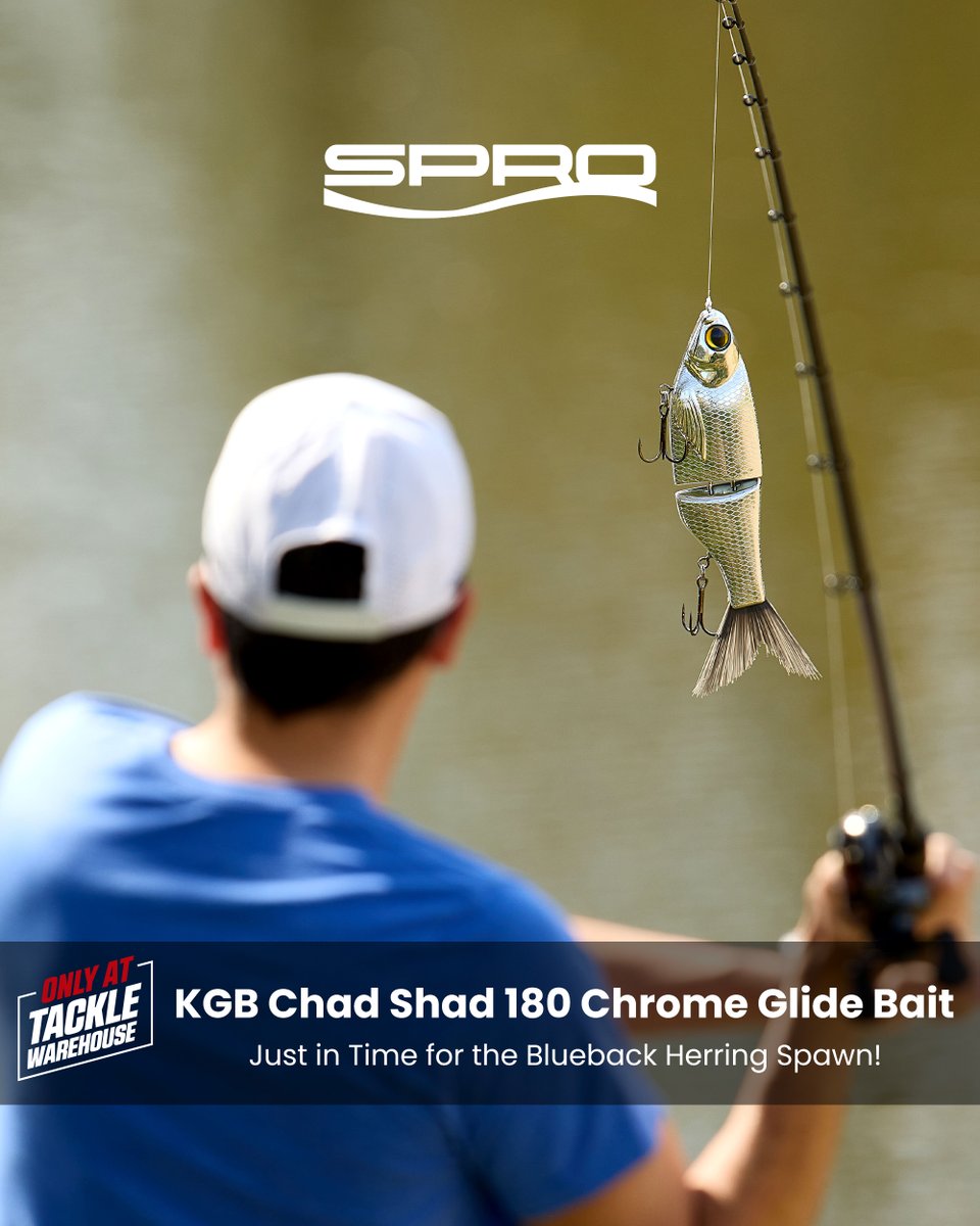 TackleWarehouse's tweet image. Shop Now 👉 bit.ly/42XHTRV

Exclusively available at Tackle Warehouse, grab the new #SPRO KGB Chad Shad 180 Chrome Glide Bait today! There's something about chrome baits and blueback herring lakes, but chrome has proven to be a great color across the rest of the country